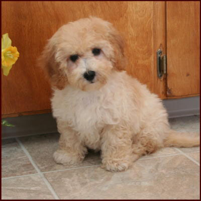 poochon
