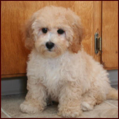 poochon