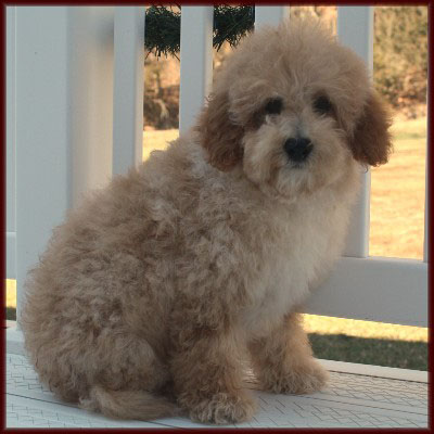 f1b poochon