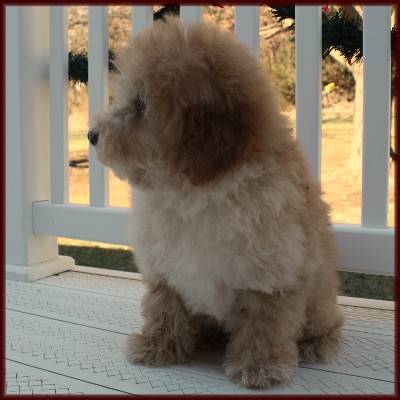 f1b poochon