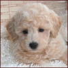Bichon Poodle Puppy