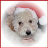 Bichon Poodle Puppies
