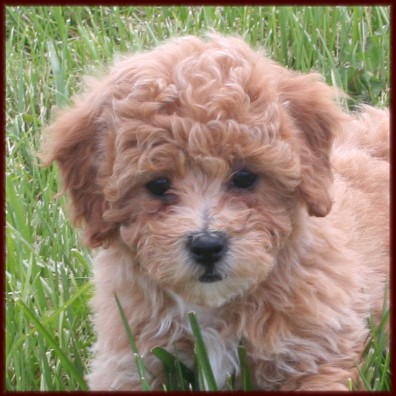 Bichon Poodle aka Poochon Puppy