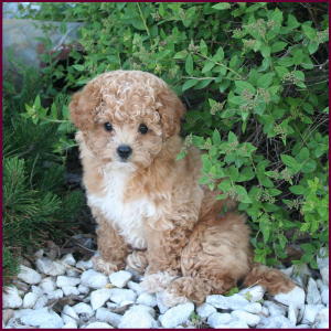 Poochon Puppy