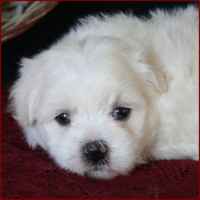 Maltichon Puppy
