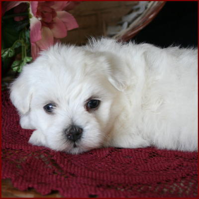Maltichon Puppies