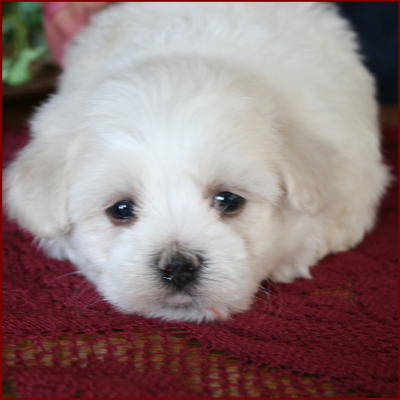 Maltichon Puppies
