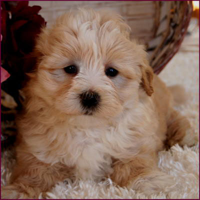 Maltipoo