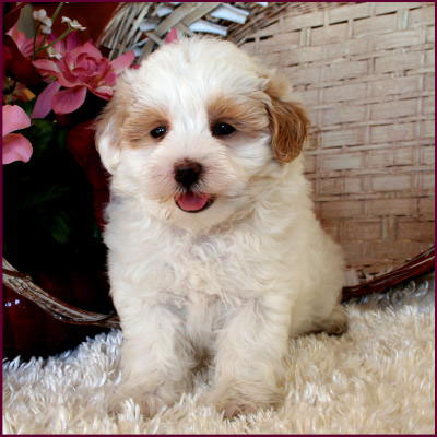 Maltipoo Puppy