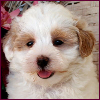 Maltipoo puppy