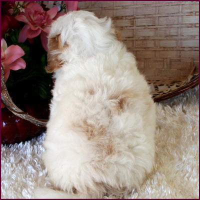 MaltipooPuppy