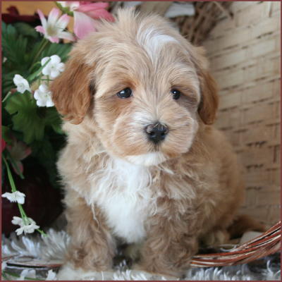Maltipoo