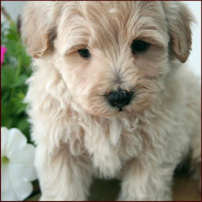 Maltipoo