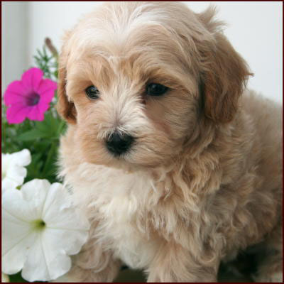 Maltipoo