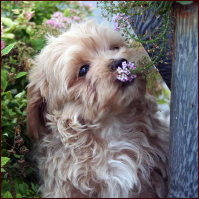 Maltipoo