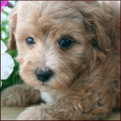 Maltipoo