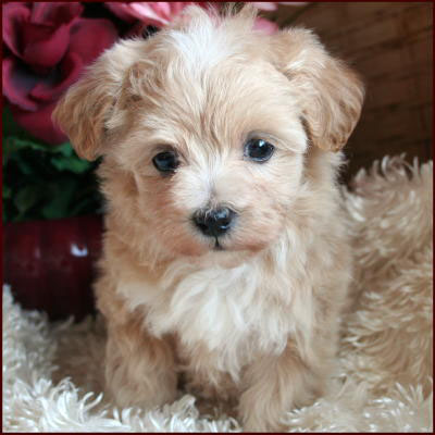 Maltipoo