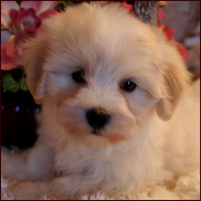 Maltipoo puppy