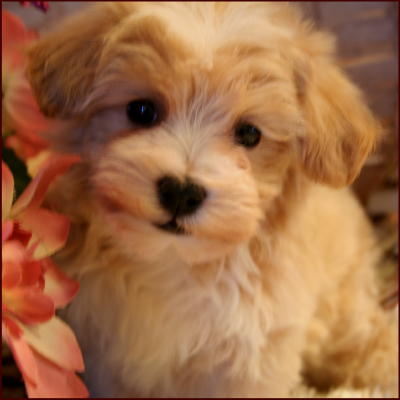 Maltipoo