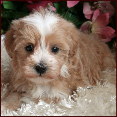 Maltipoo Puppies on Maltipoo Puppies For Sale  Dog Breeders Mixed Breed Dogs