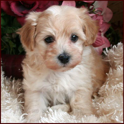 Maltipoo Puppies on Maltipoo Puppies For Sale  Dog Breeders Mixed Breed Dogs