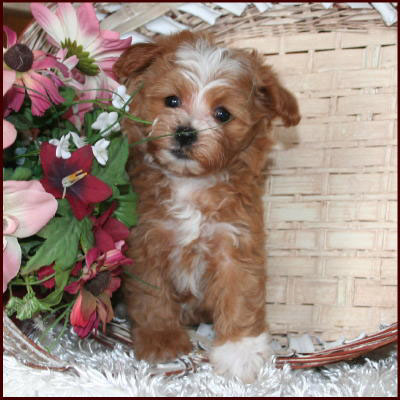 Maltipoo puppy
