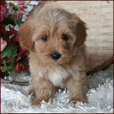 maltipoo straight hair