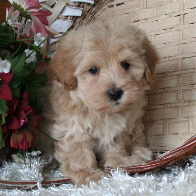 Maltipoo Puppy