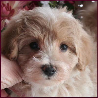 www.rollingmeadowspuppies.com