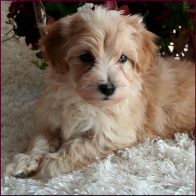 www.rollingmeadowspuppies.com