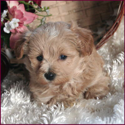 maltipoo