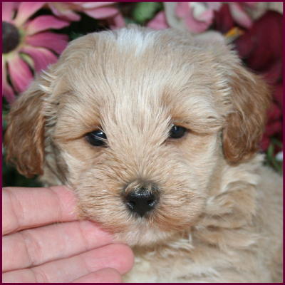 maltipoo