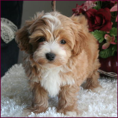 rollingmeadowspuppies.com