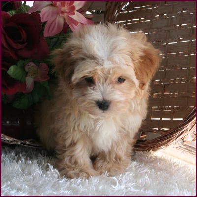 Maltipoo Puppy