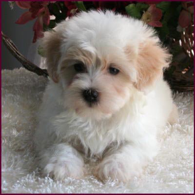 Maltipoo Puppy