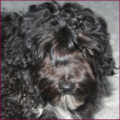 Maltipoo Puppy
