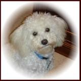bichon poodle puppy picture