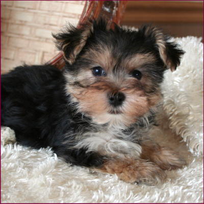 Morkie