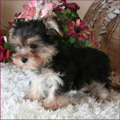 Morkie