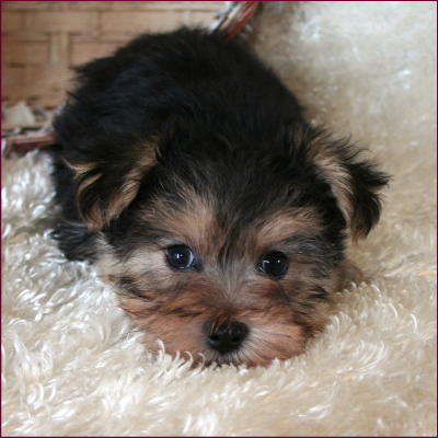 Morkie