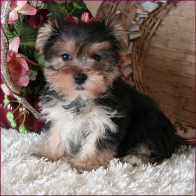 Morkie
