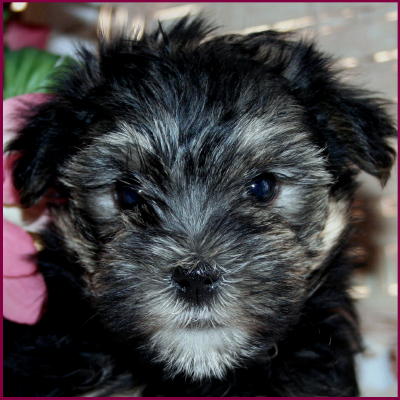 www.rollingmeadowspuppies.com
