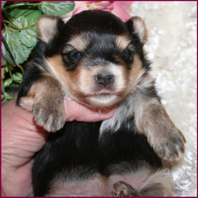 www.rollingmeadowspuppies.com