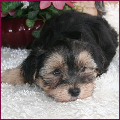 Morkie Puppy