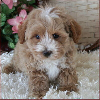 MALTIPOO
