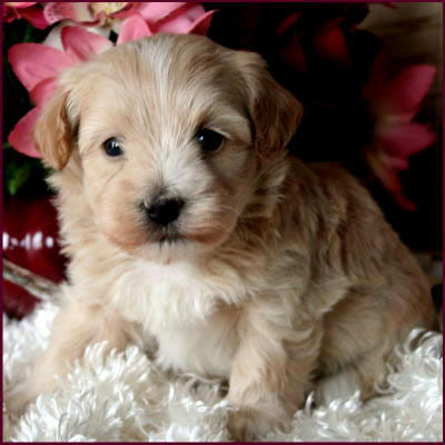 Maltipoo Puppy
