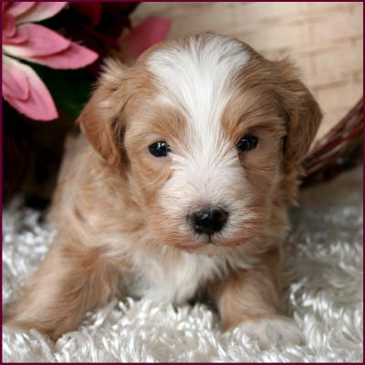 Maltipoo Puppy