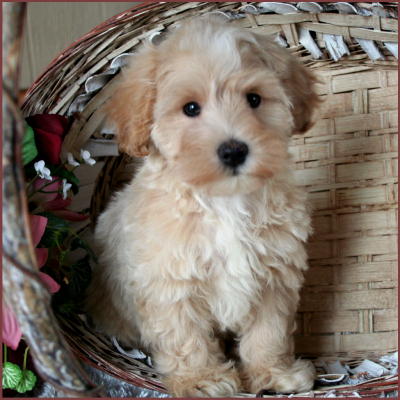 Maltipoo Puppy