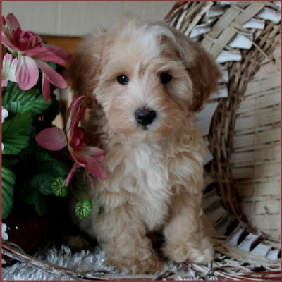Maltipoo Puppy