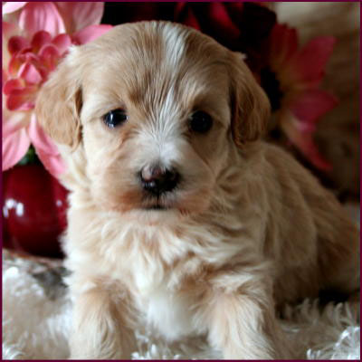 Maltipoo Puppy